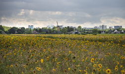 904964 Gezicht op een veld met zonnebloemen bij Groenekan, met links op de achtergrond de molen Geesina ...